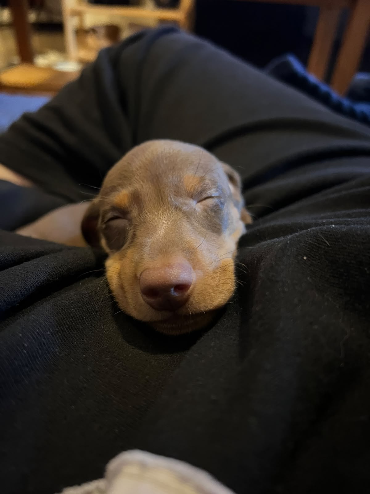 Don Vicente Milanesa · Dachshund Chocolate · Woods Puppys